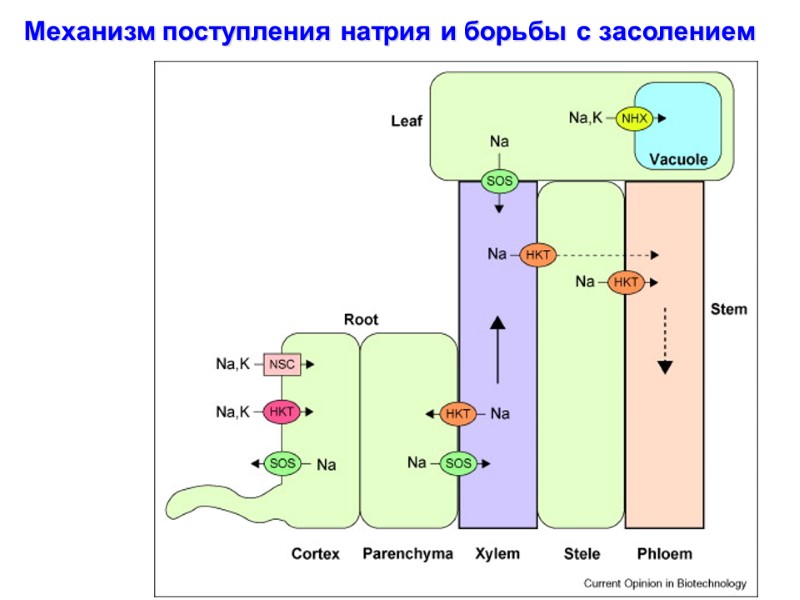 Механизм поступления натрия и борьбы с засолением